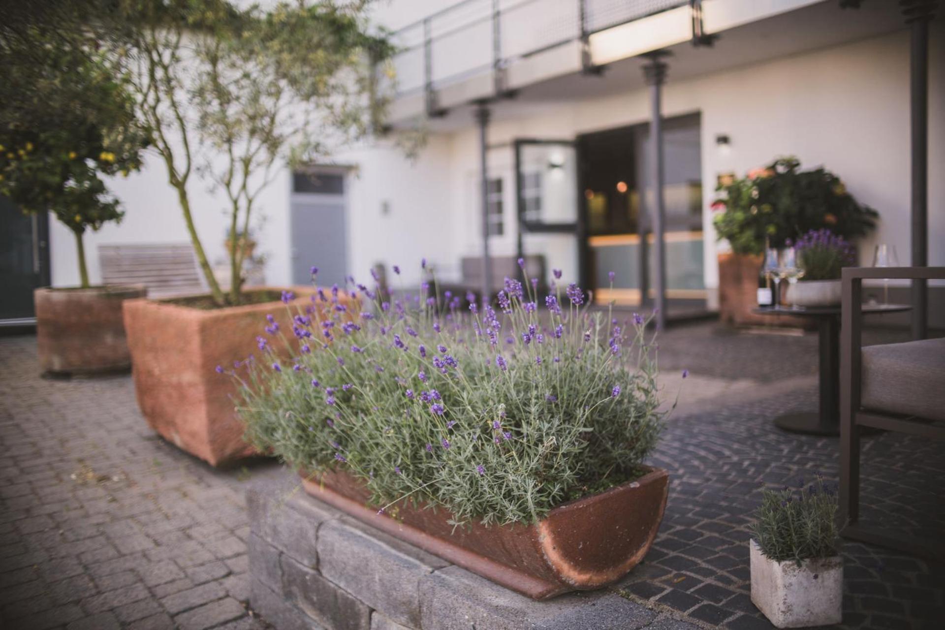 Weingut Gehlen-Cornelius Otel Brauneberg Dış mekan fotoğraf